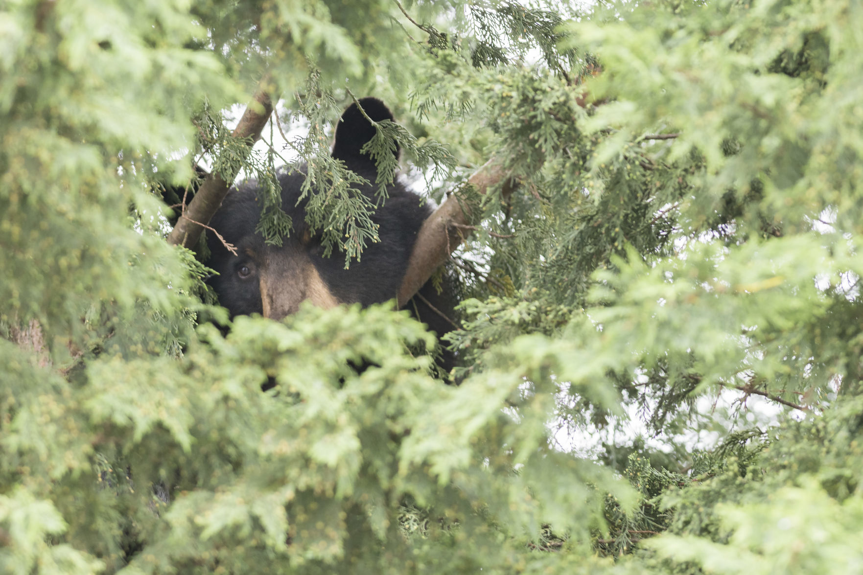 Bear in Burlington